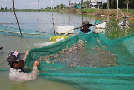 Đồng Tháp: Đề nghị phân bổ vốn phát triển ngành hàng cá tra và phục vụ dự án nuôi tôm càng xanh